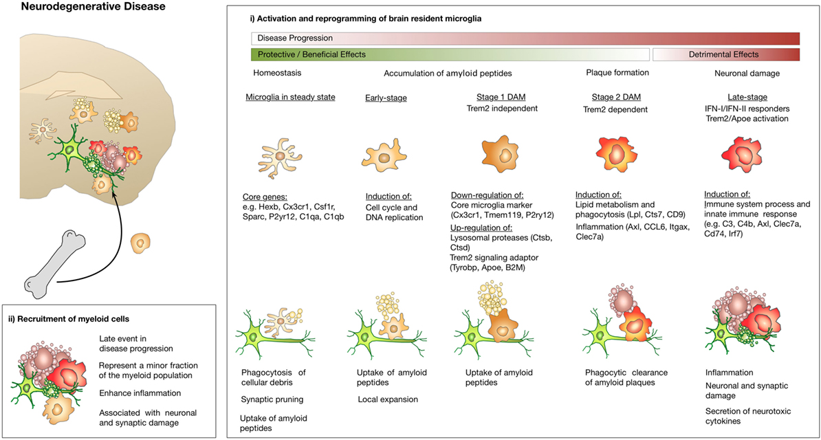 В1 болезни. Neurodegenerative diseases classification. Neurodegenerative diseases statistics.